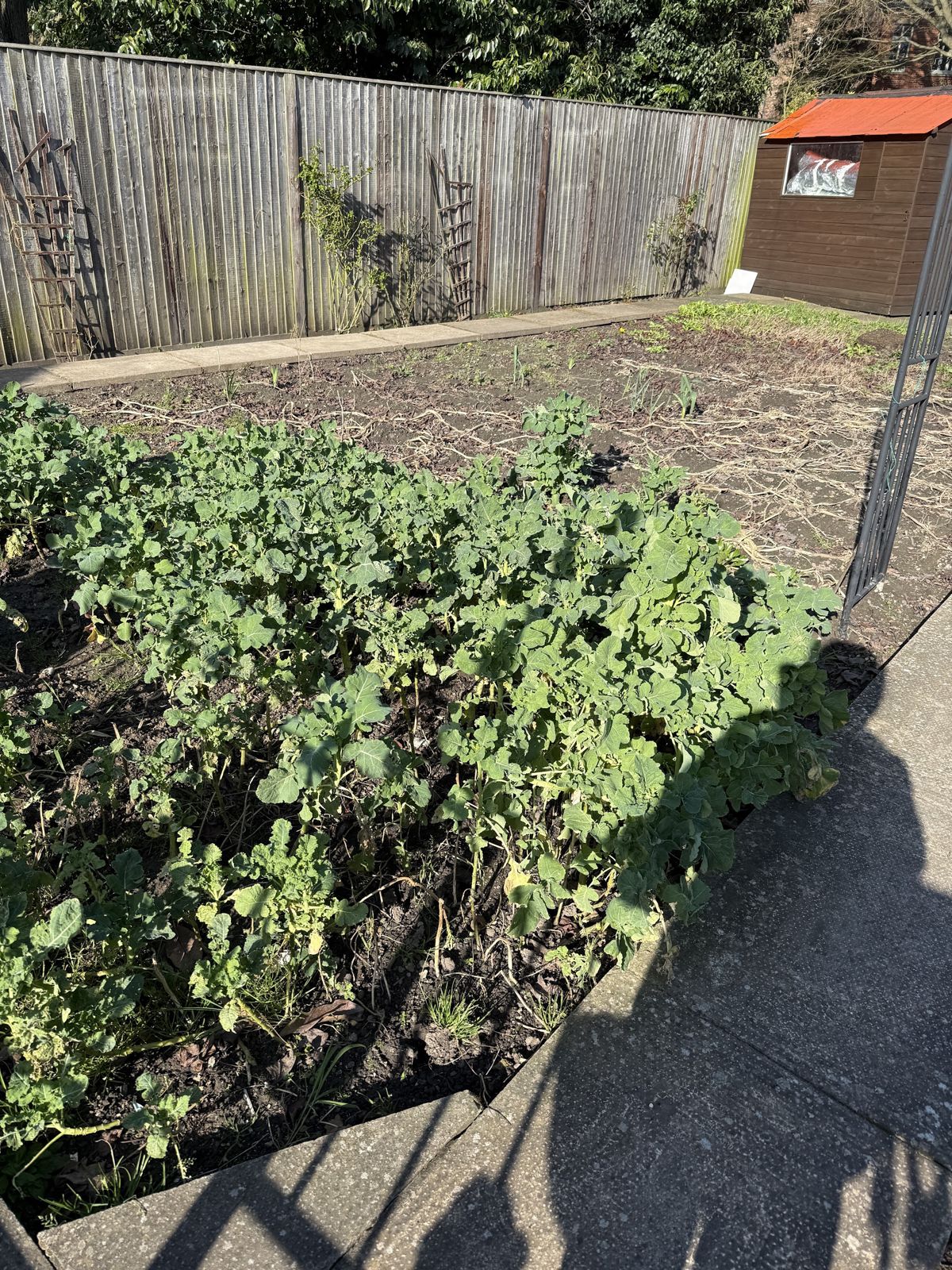 An overgrown vegetable plot full of weeds next to a shed