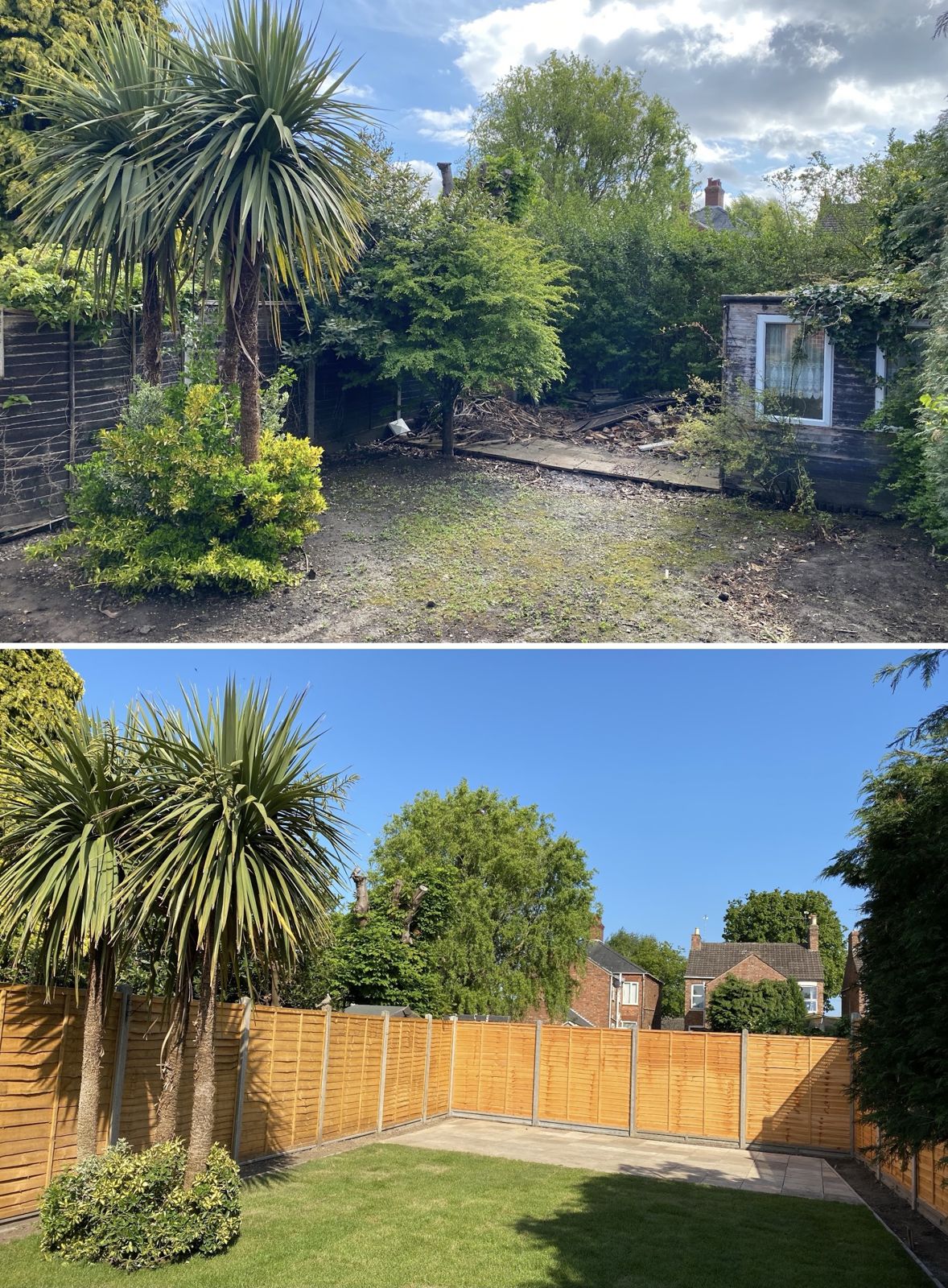Before and after of a back garden with palm trees: overgrown and patchy, then new fence panels and a green lawn